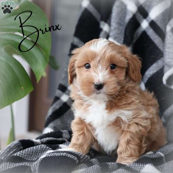 Brinx, Maltipoo Puppy
